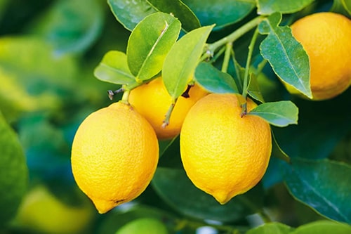 درمان های خانگی ساده برای آفتاب سوختگی 